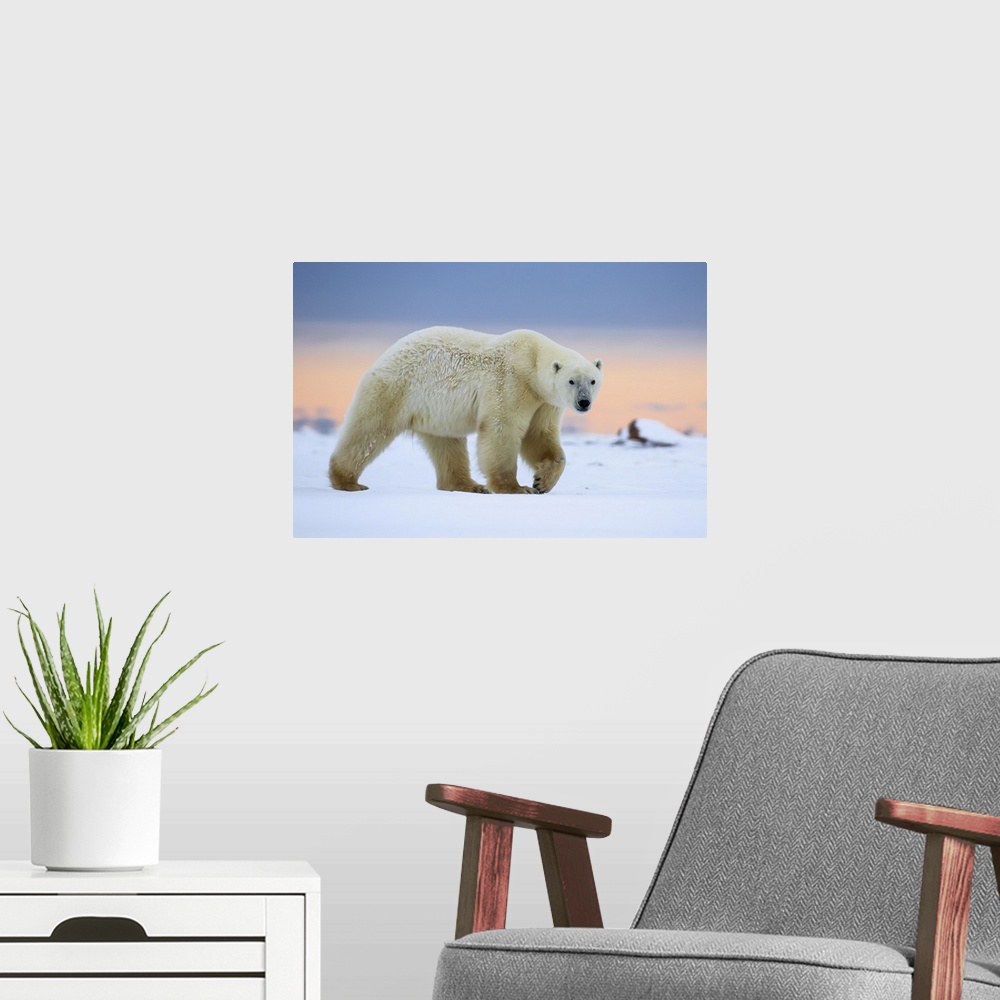 A modern room featuring Polar Bear (Ursus Maritimus) Along The Hudson Bay Coastline Waiting For The Bay To Freeze Over, C...