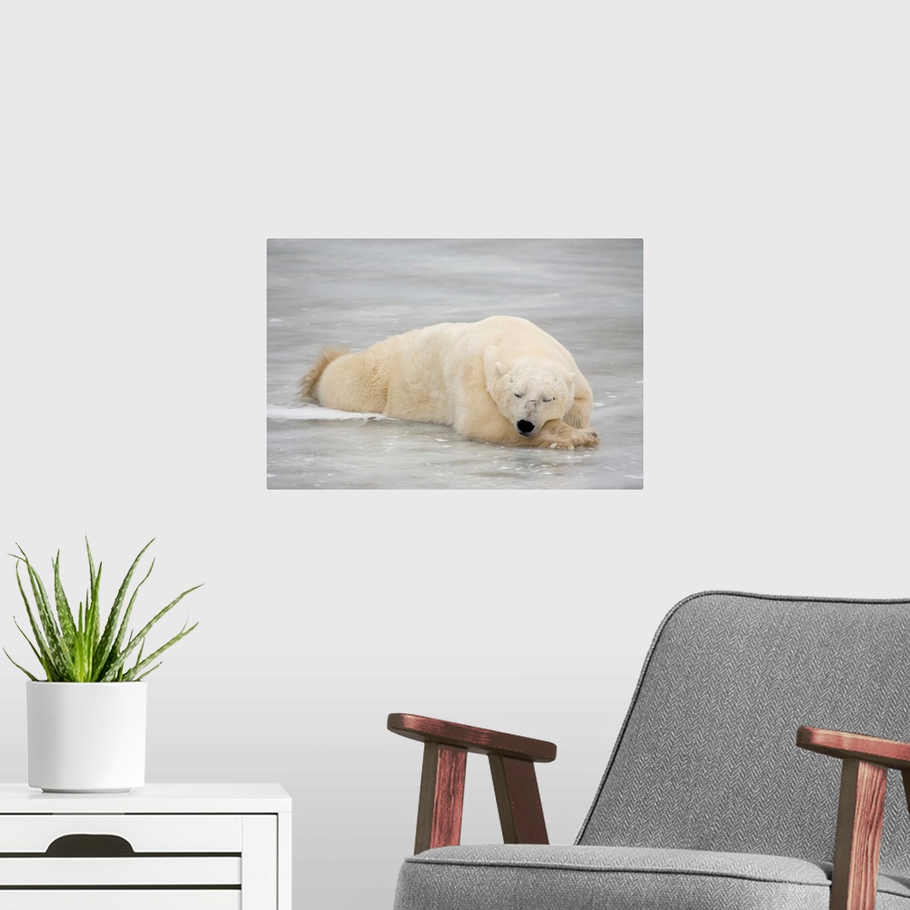A modern room featuring Polar bear asleep on sea ice at Churchill, Manitoba, Canada.