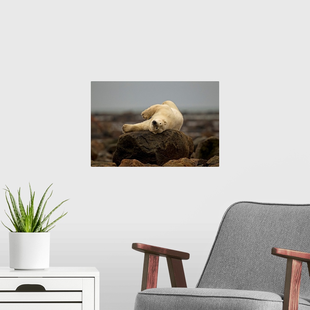 A modern room featuring Polar Bear Laying On Rock, Manitoba, Canada