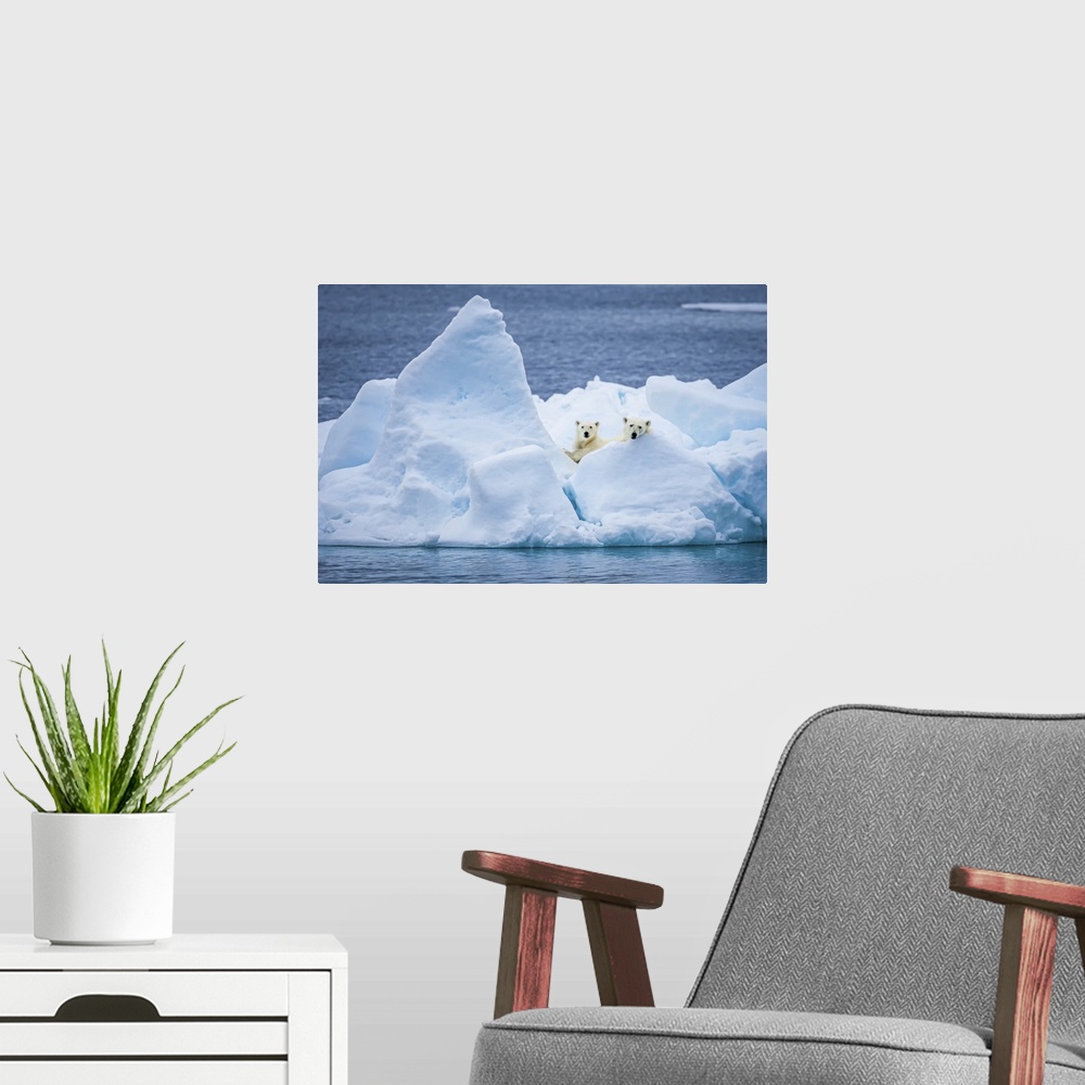 A modern room featuring Polar bear mother and cub (Ursus maritimus) on pack ice looking out Svalbard, Norway