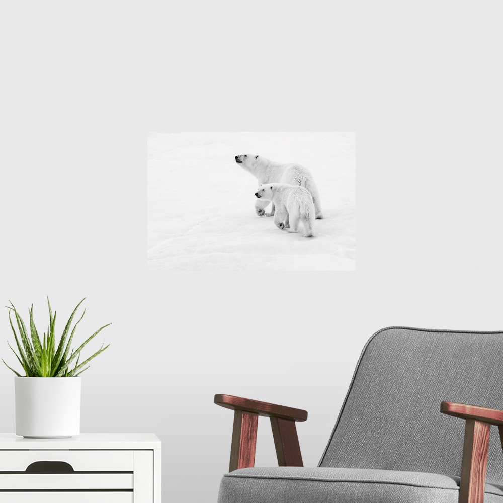 A modern room featuring Polar bear (Ursus maritimus) mother and cub walking on pack ice, Black and white image, Northeast...