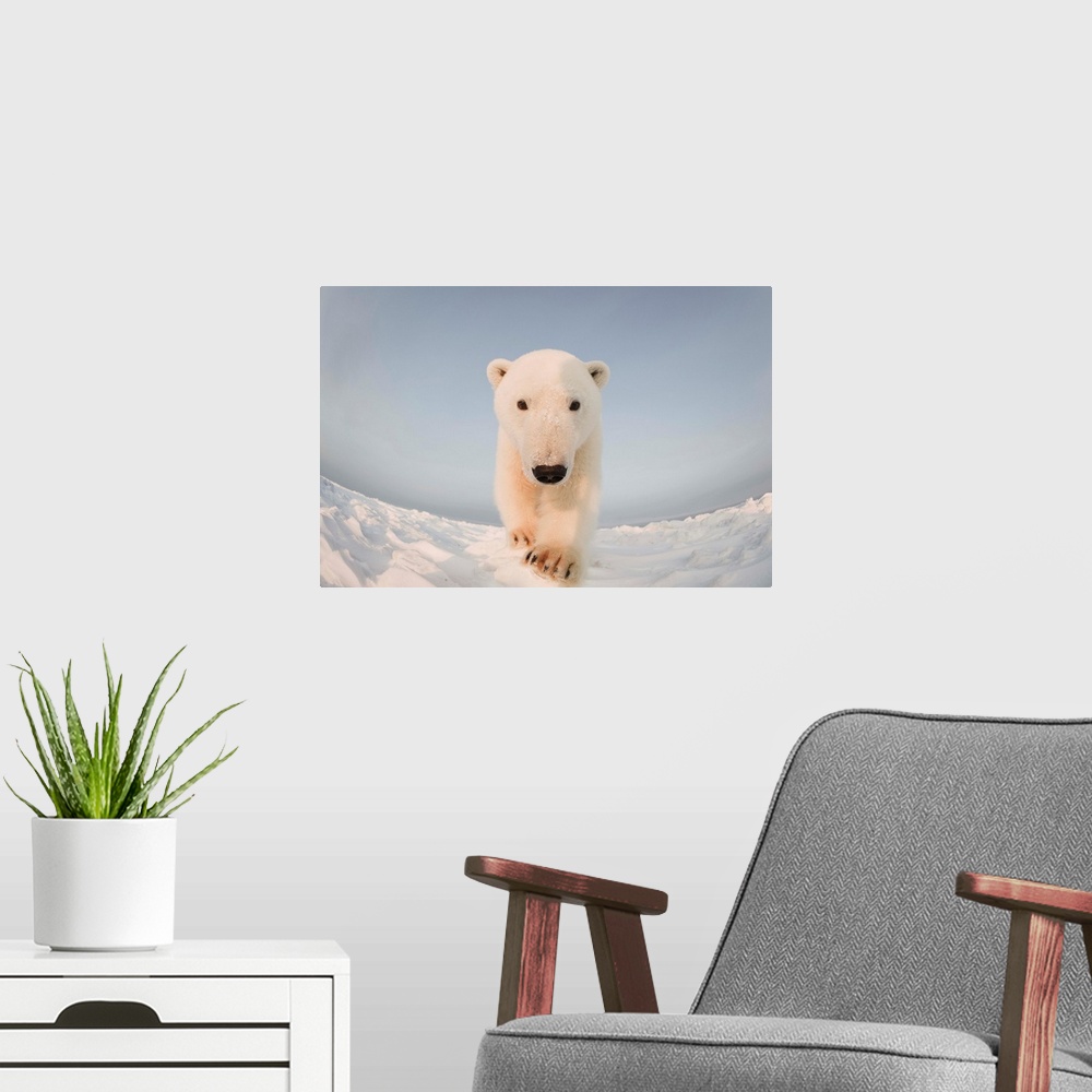 A modern room featuring Polar bear (Ursus maritimus), curious young boar on the newly frozen pack ice, Beaufort Sea, off ...