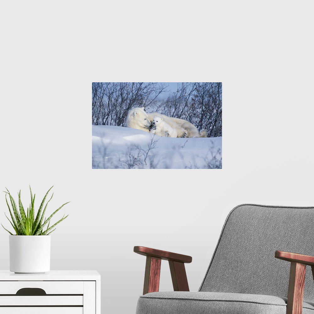 A modern room featuring Polar Bear Sow and Cubs Resting In Snow Churchill Canada