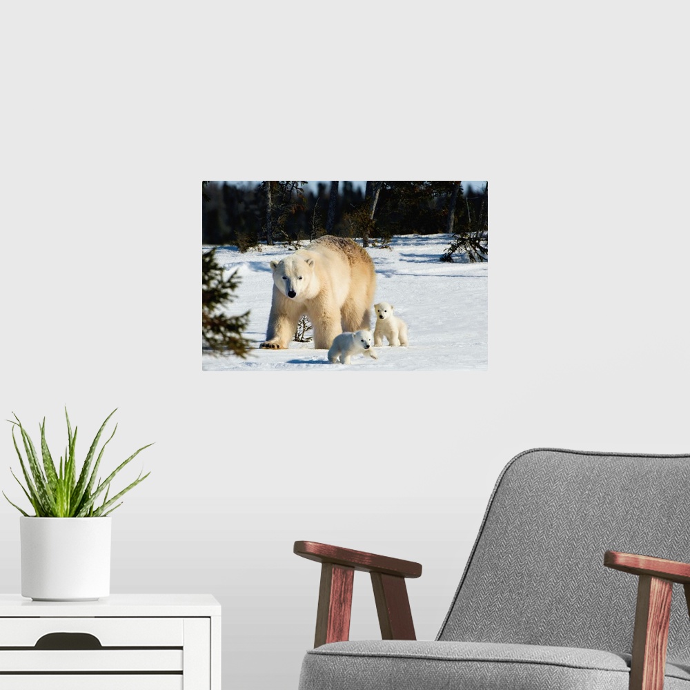 A modern room featuring Polar Bear Sow And Cubs Walking In Wapusk National Park, Churchill, Manitoba, Canada