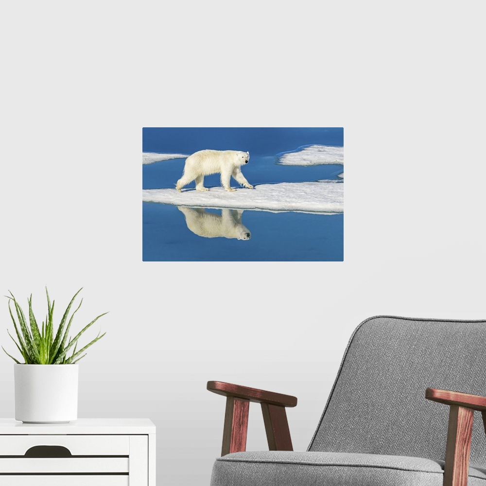 A modern room featuring Polar bear (Ursus maritimus) walking on melting pack ice reflected in blue water pools Svalbard, ...