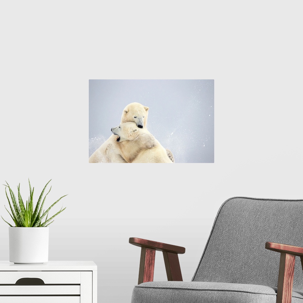 A modern room featuring Polar Bears Play Fighting Along The Shores Of Hudson's Bay, Churchill, Manitoba, Canada