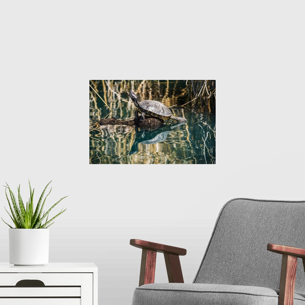 A modern room featuring Pond Slider turtle (Trachemys scripta) sunning on a submerged log and showing its reflection in a...