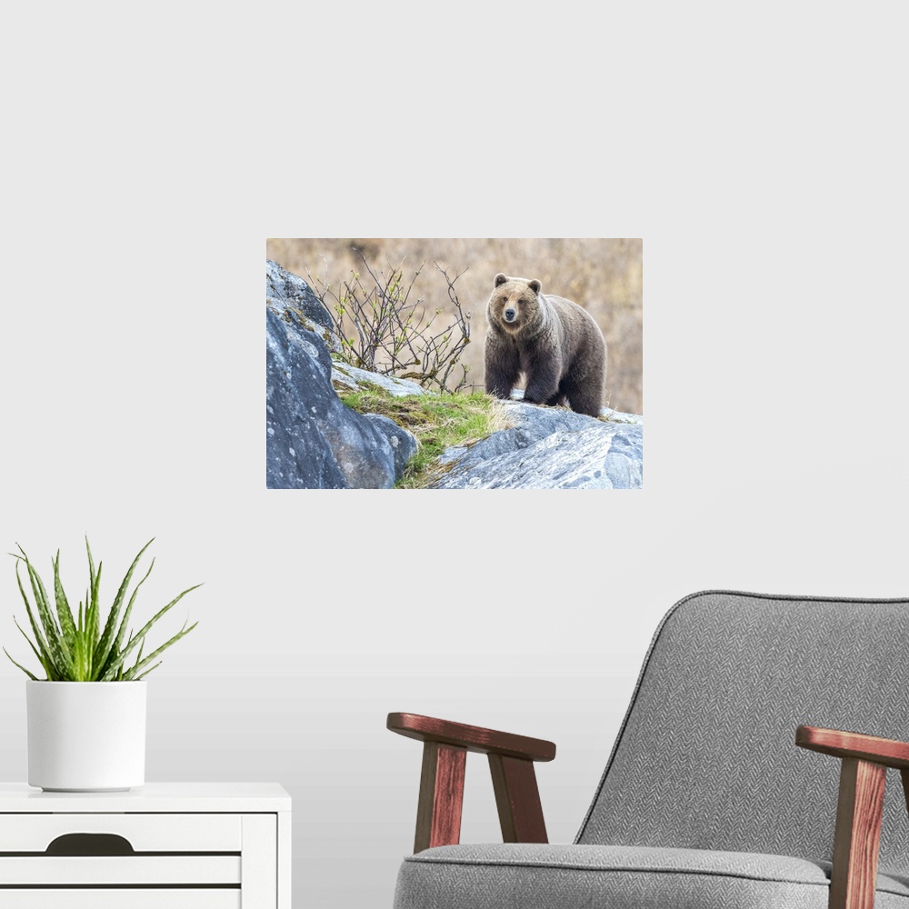 A modern room featuring Portrait of a brown bear (Ursus arctos) standing on the rocks in Glacier Bay National Park Southe...