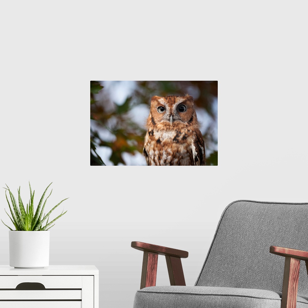 A modern room featuring Portrait of a captive eastern screech owl (megascops asio) at Ryerson woods, Deerfield, Illinois,...