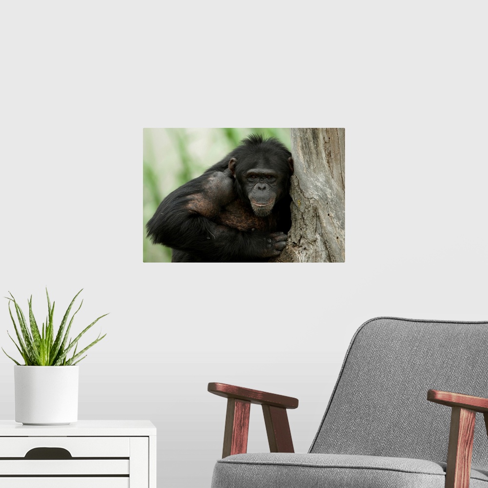 A modern room featuring Portrait of a chimpanzee (pan troglodytes) at the sunset zoo, Manhattan, Kansas, united states of...
