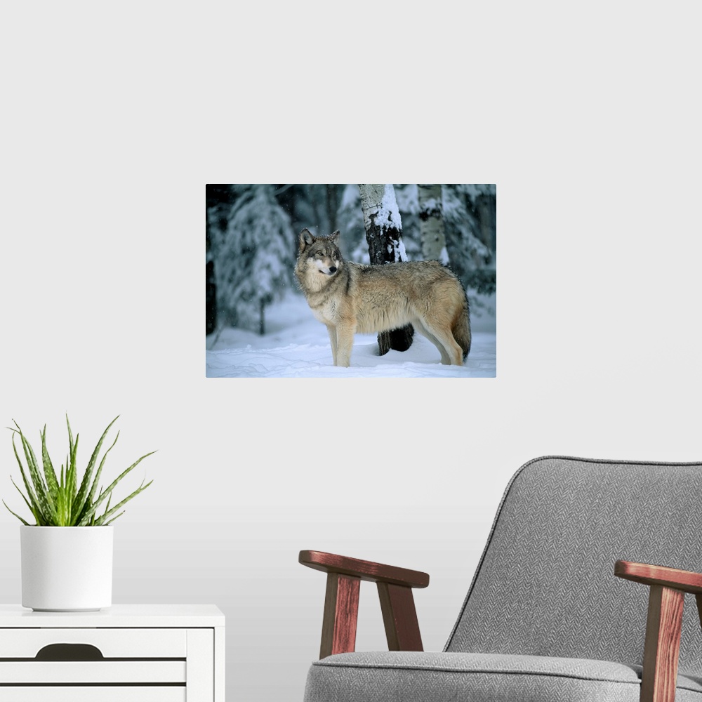 A modern room featuring Portrait of a gray wolf (canis lupus) in a snowfall with snowflakes on its fur. Ely, Minnesota, u...