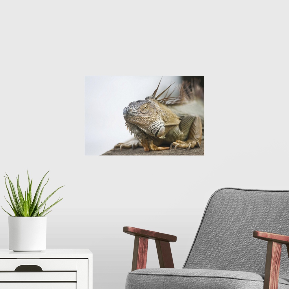 A modern room featuring Portrait of a Green iguana (Iguana iguana), Tortuguero, Costa Rica