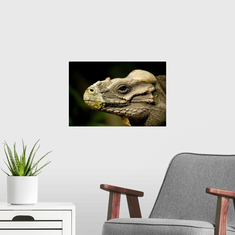 A modern room featuring Portrait of a rhinoceros iguana (cyclura cornuta) at the Houston Zoo, Houston, Texas, united stat...