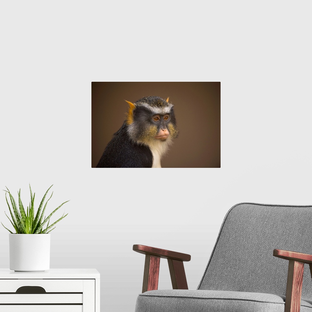 A modern room featuring Close-up portrait of a Sykes' monkey (cercopithecus albogularis) against a brown background, Colo...