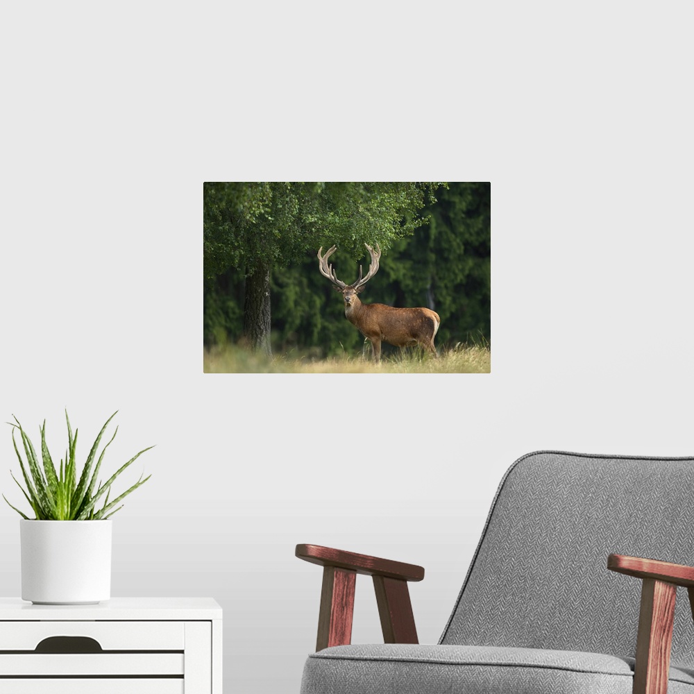 A modern room featuring Portrait of Red Deer (Cervus elaphus), Germany
