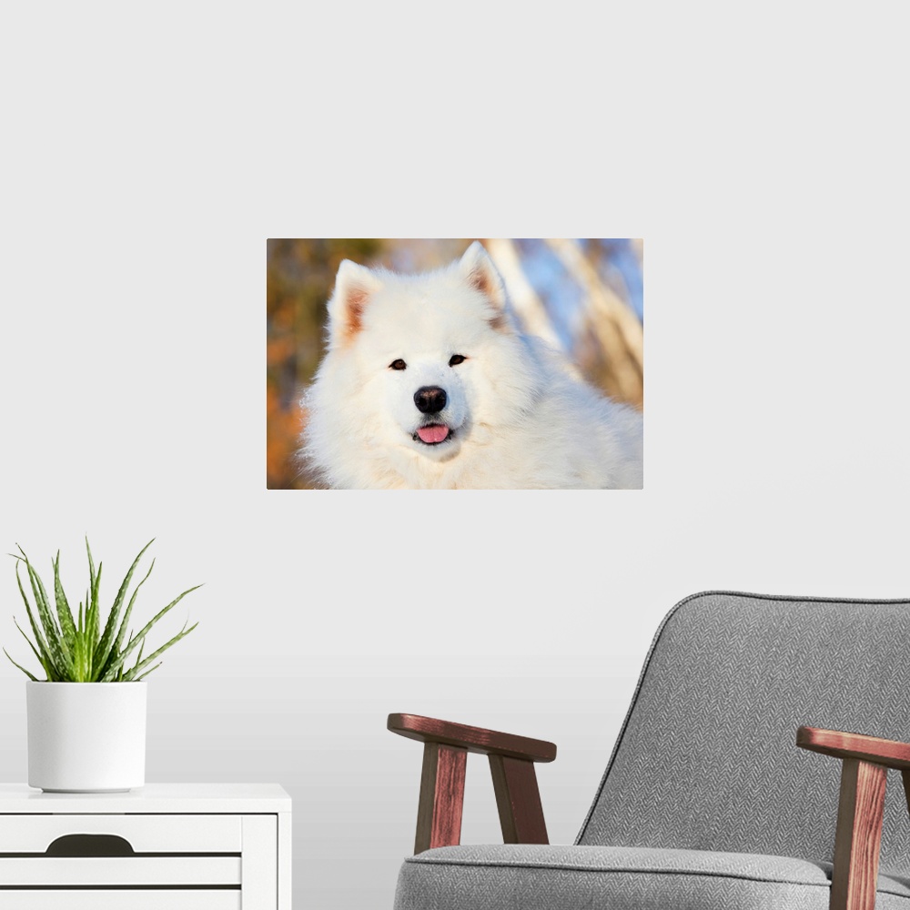 A modern room featuring Portrait of Samoyed dog in the snow, Ledyard, Connecticut
