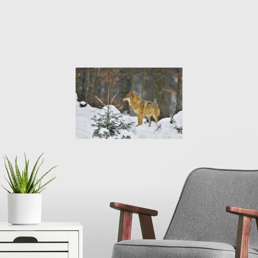A modern room featuring Portrait of Wolf (Canis lupus) in Winter, Neuschonau, Bavarian Forest National Park, Bavaria, Ger...