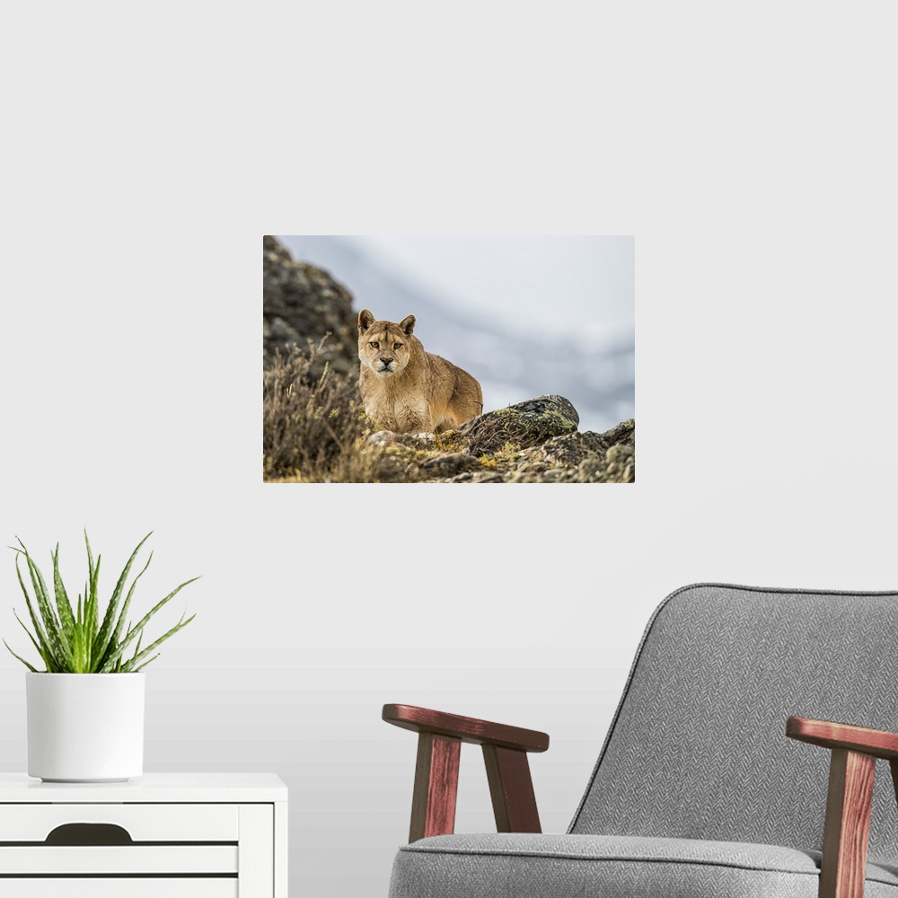 A modern room featuring Puma standing in the landscape in Southern Chile; Chile