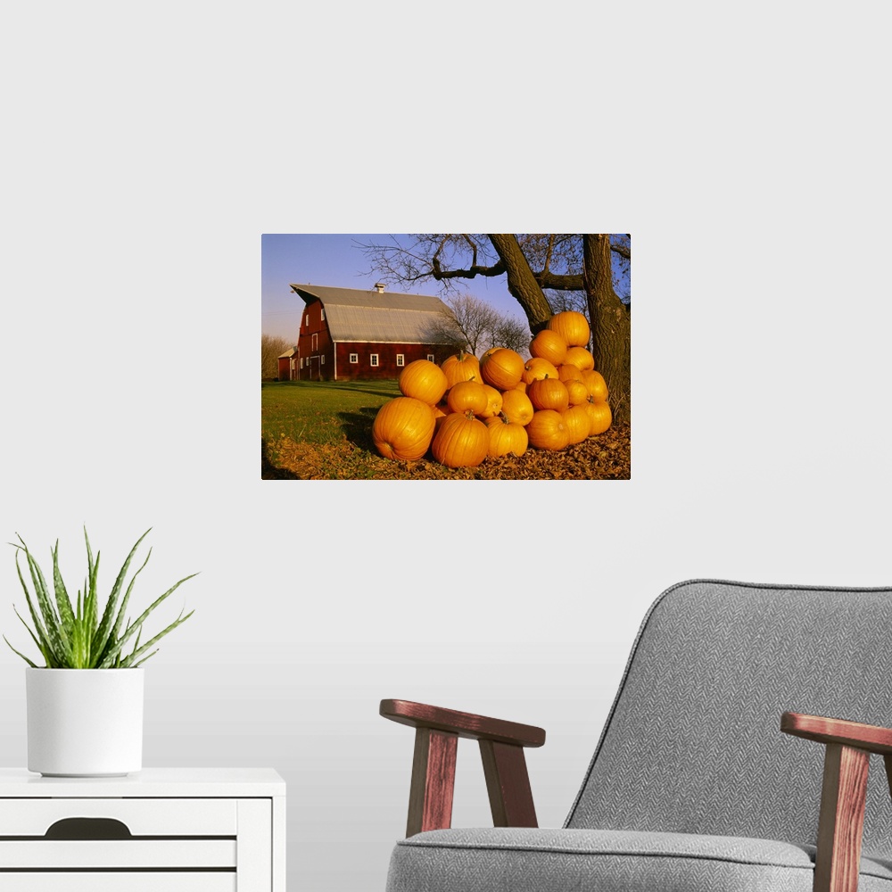A modern room featuring Pumpkins piled up after the Autumn harvest near a red barn, near Oakbank, Manitoba