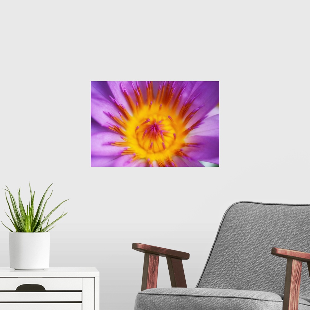 A modern room featuring Purple Water Lily Blossom With Yellow Center Detail
