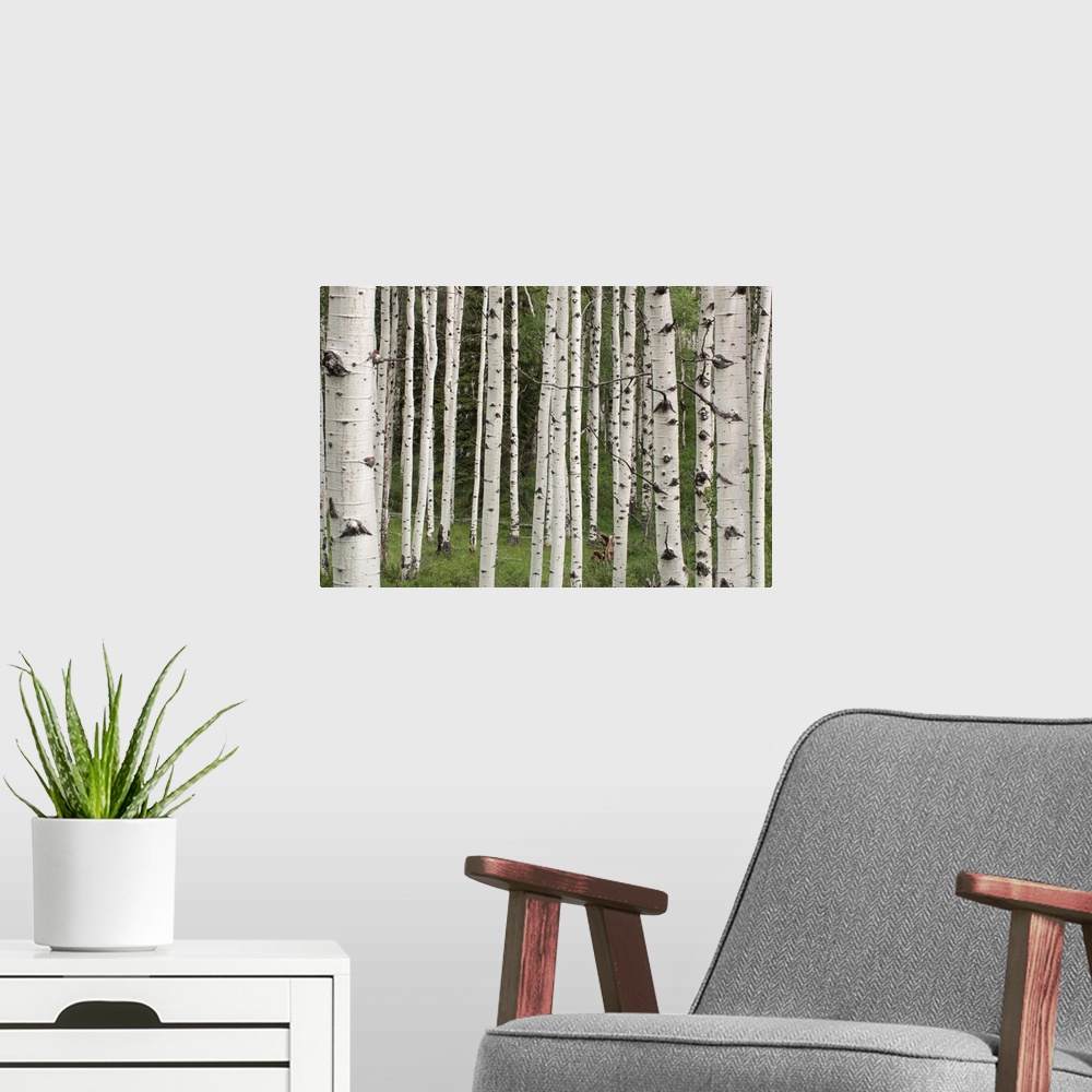 A modern room featuring Quaking aspen tree trunks (Populus tremuloides) in a woodland in Yellowstone National Park, Wyomi...