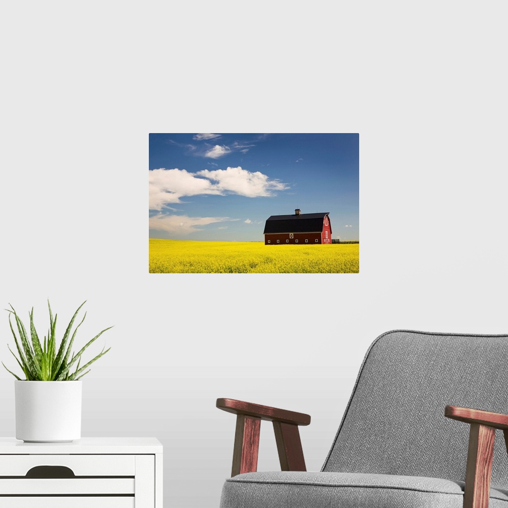 A modern room featuring Red Barn In A Flowering Canola Field, Alberta, Canada