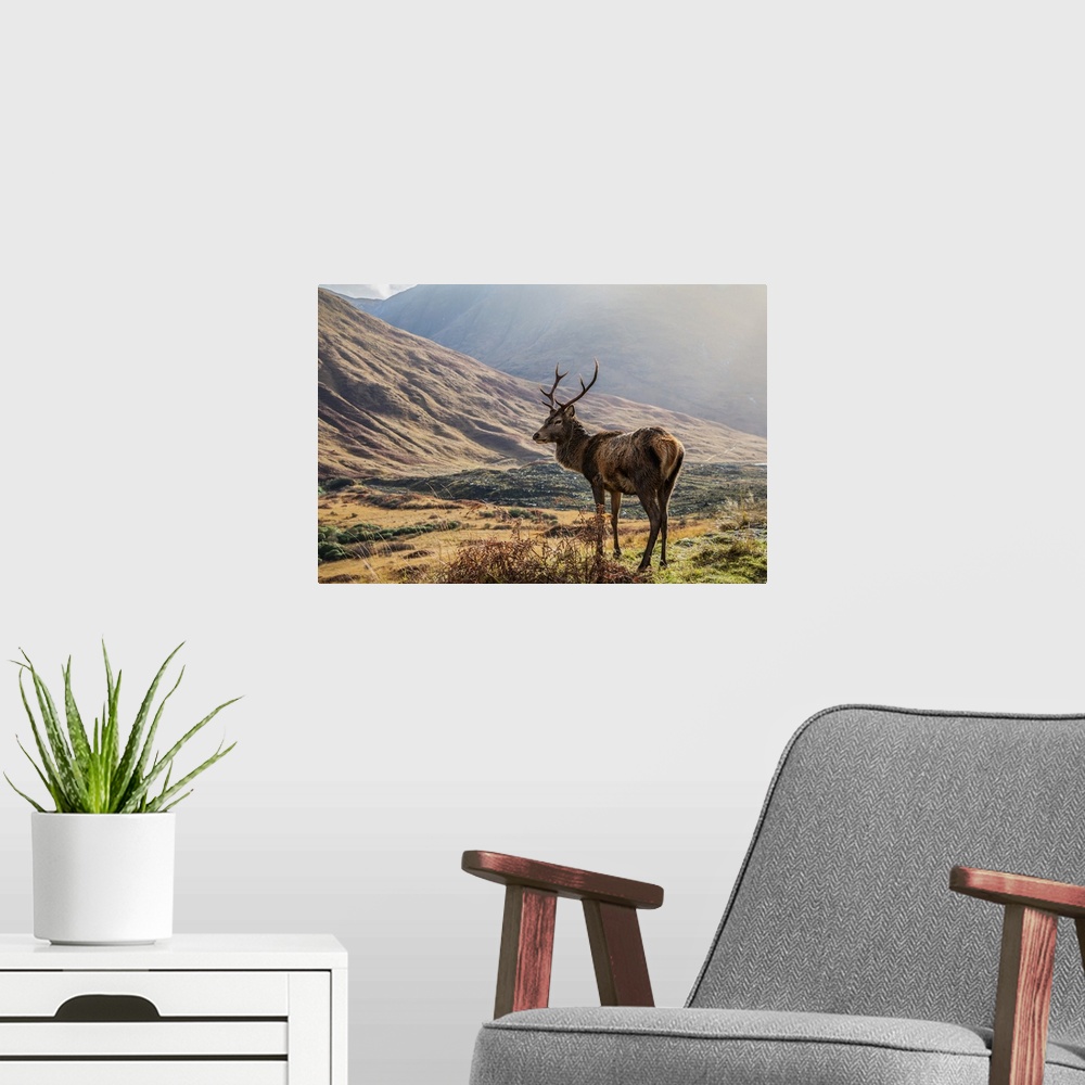 A modern room featuring Red Deer (Cervus Elaphus) standing proud in a Scottish glen; Scotland