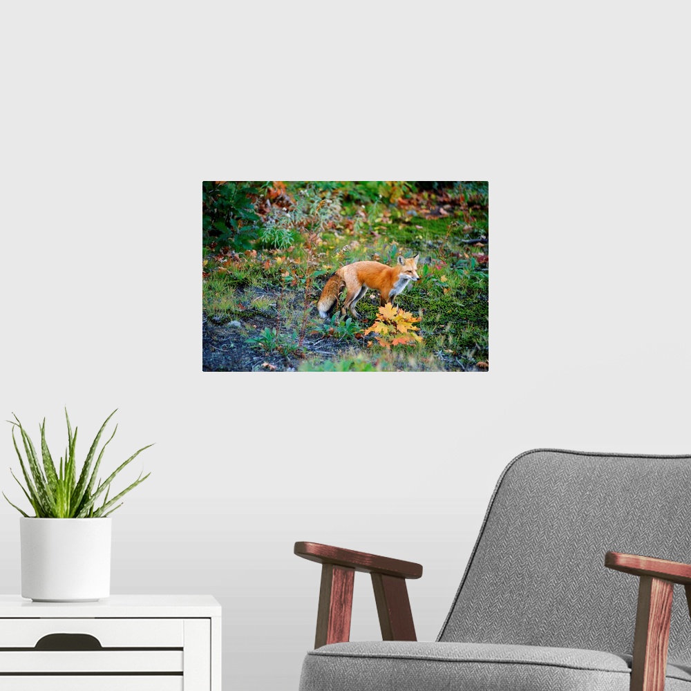 A modern room featuring Red Fox, Fairbank Provincial Park, Ontario, Canada