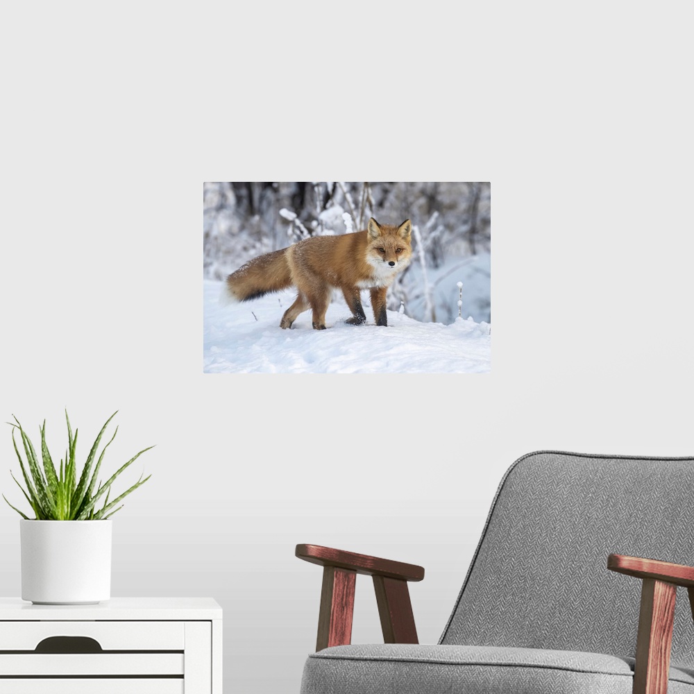 A modern room featuring Red fox (vulpes vulpes) in snow, Campbell creek area, south-central Alaska. Alaska, united states...