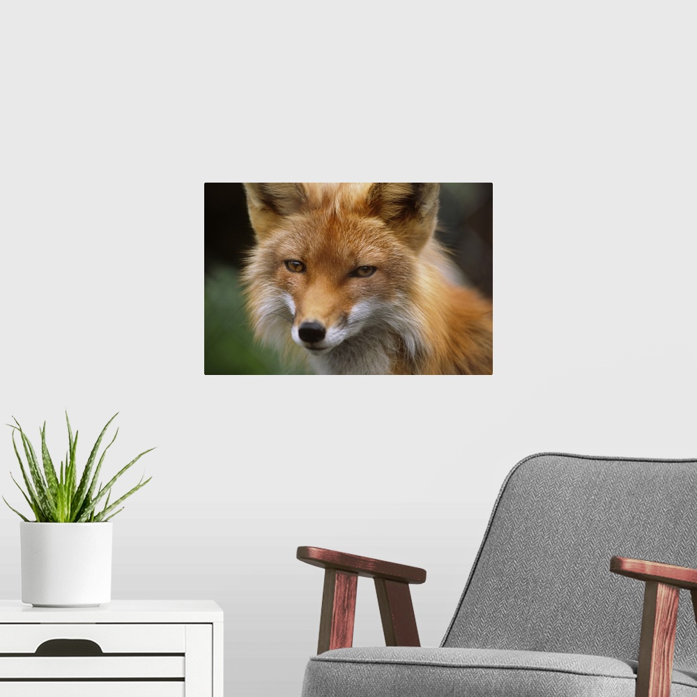 A modern room featuring Captive: Close Up Of Red Fox At The Alaska Wildlife Conservation Center Along Turnagain Arm Durin...
