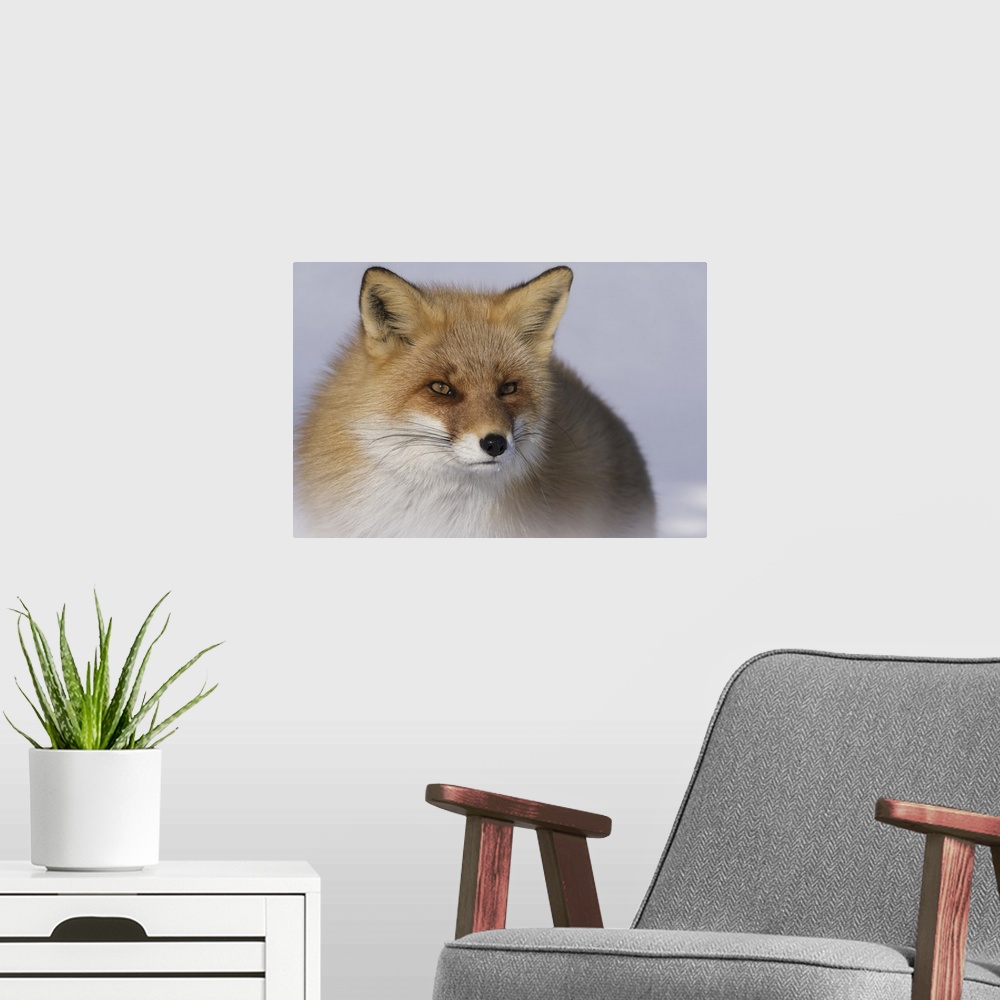 A modern room featuring Red fox (vulpes vulpes), Hokkaido, Japan.