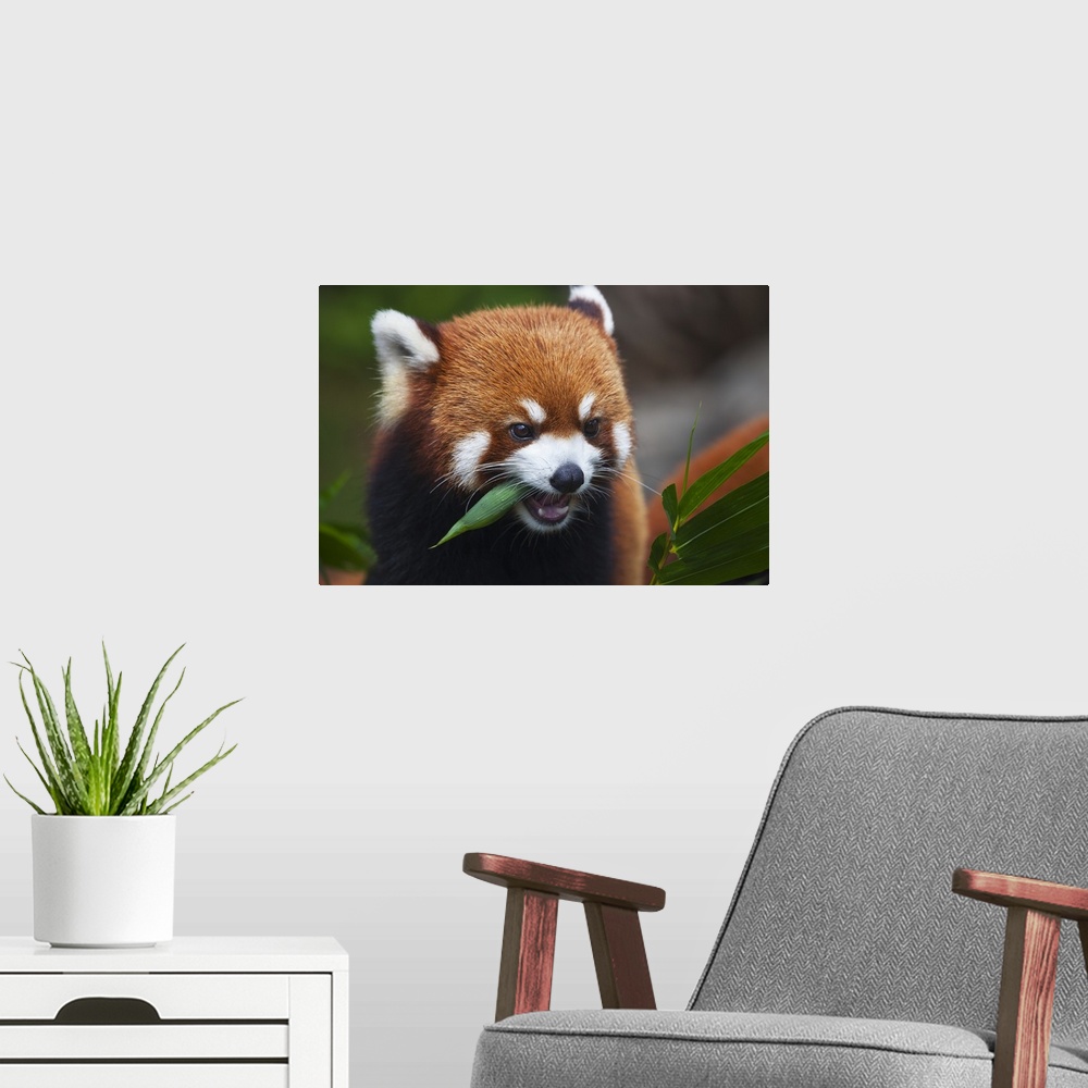 A modern room featuring Red Panda  or shining cat, is a small arboreal mammal and the only species of the genus Ailurus; ...