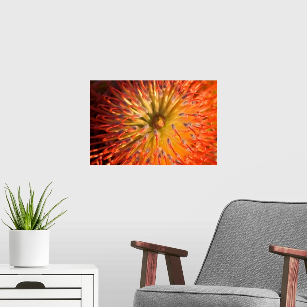 A modern room featuring Red Pin Cushion Protea Blossom Or Leucospermum