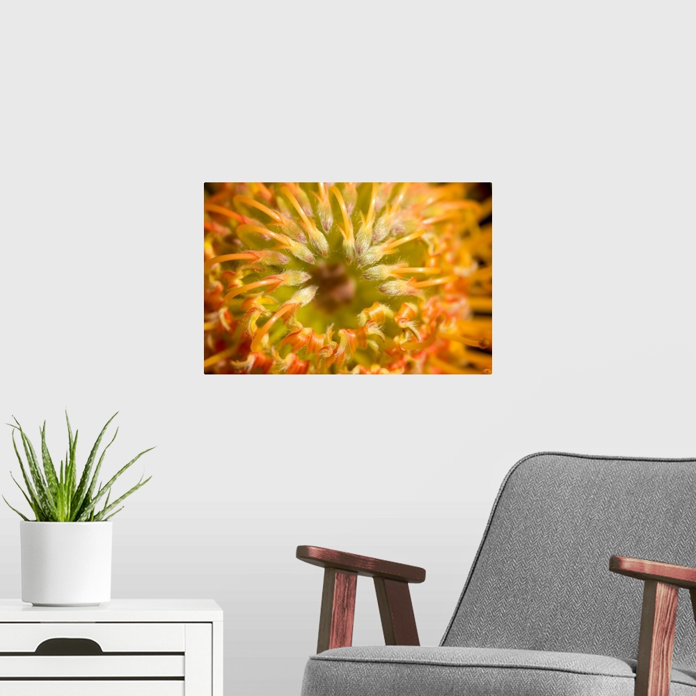 A modern room featuring Red Pin Cushion Protea Blossom Or Leucospermum