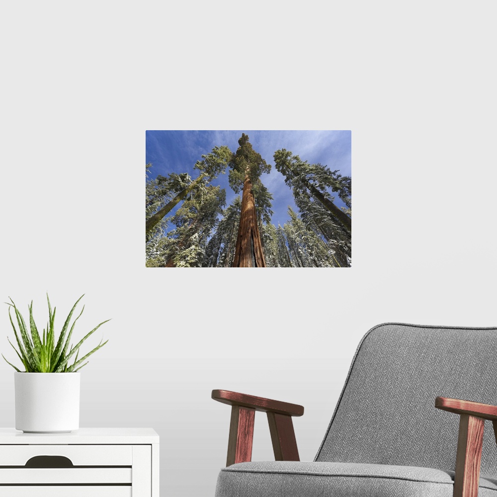 A modern room featuring Redwoods In Snow In Mariposa Grove, Yosemite National Park, California