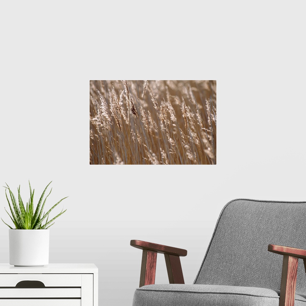 A modern room featuring Reeds, Close Up