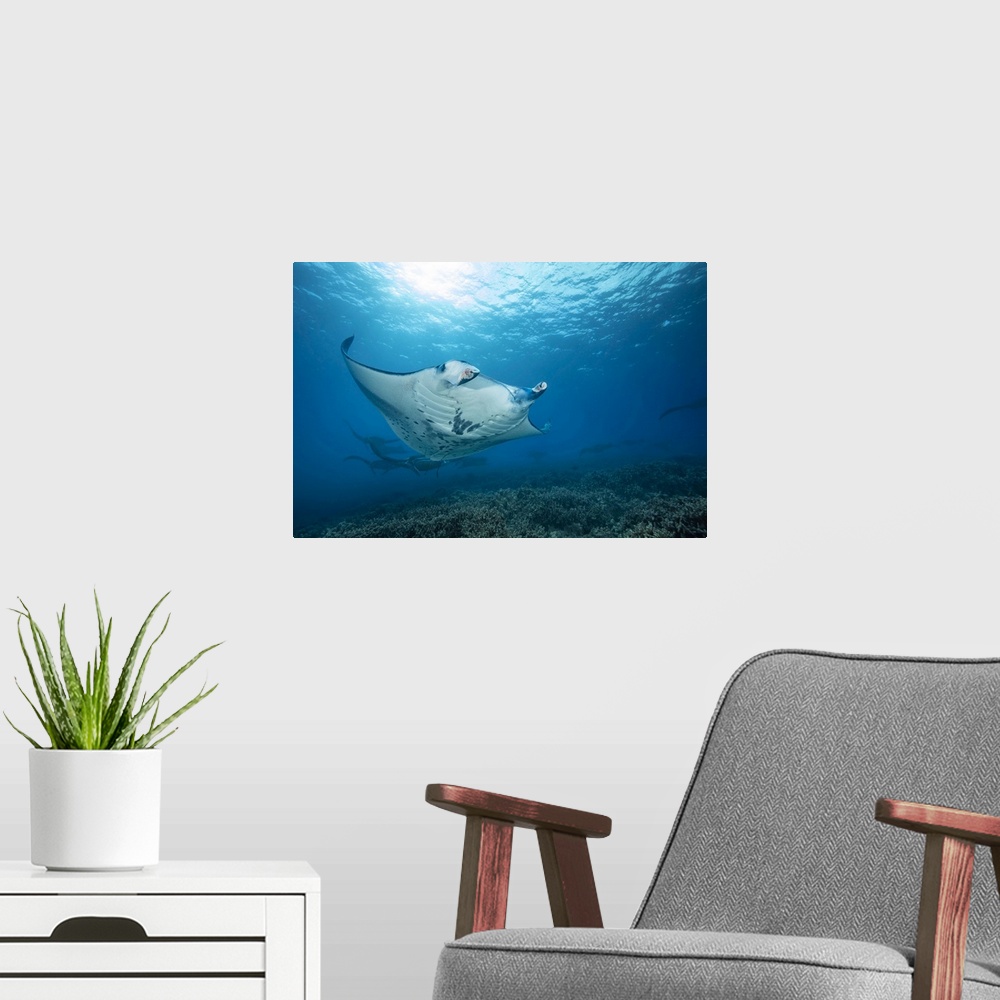 A modern room featuring Reef manta rays (manta alfredi) cruise over the shallows off Ukumehame in a mating train. The fem...