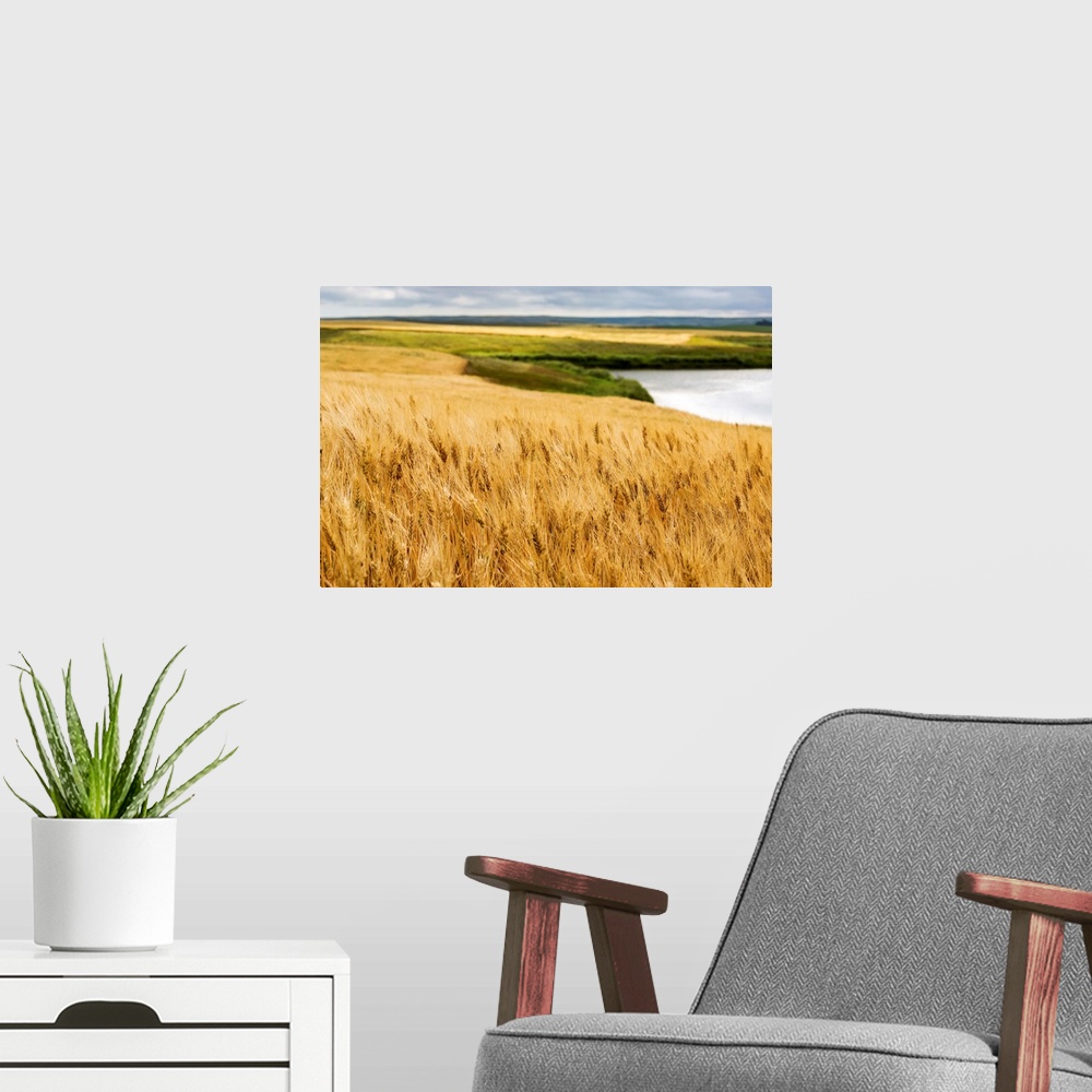 A modern room featuring Ripe golden brown wheat field with pond and rolling hills in the background, Elkwater, Alberta, C...