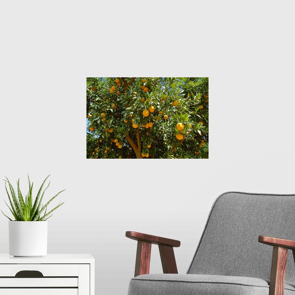 A modern room featuring Ripe Valencia oranges on the tree, ready for harvest