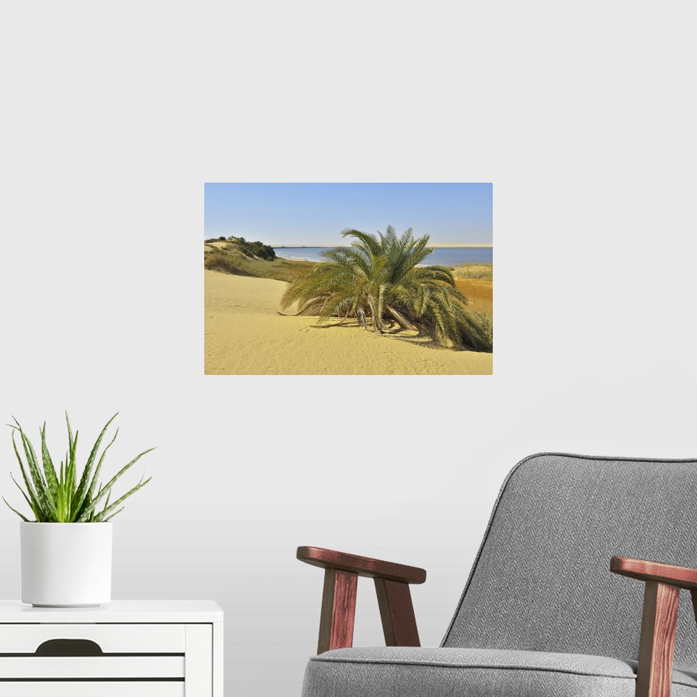 A modern room featuring Salt Lake and Date Palm in Desert, Matruh Governorate, Libyan Desert, Sahara Desert, Egypt, Africa