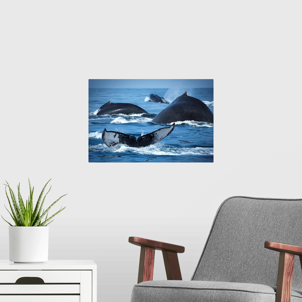 A modern room featuring School Of Humpback Whales