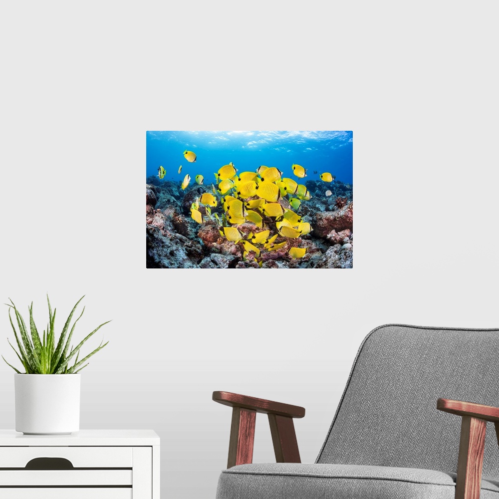 A modern room featuring Schooling Milletseed butterflyfish (Chaetodon miliaris), endemic to Hawaii; Hawaii, United States...