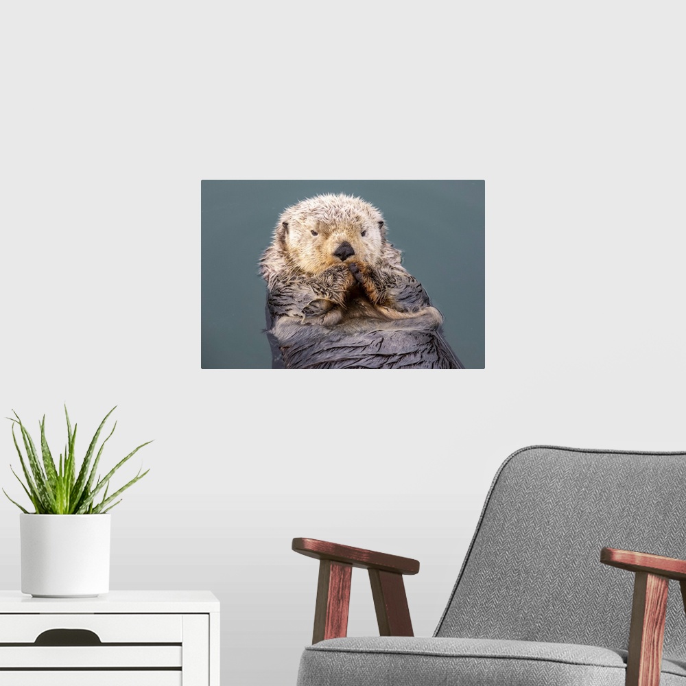 A modern room featuring A wet sea otter (enhydra lutris) playing and eating near the small boat harbor, south-central Ala...