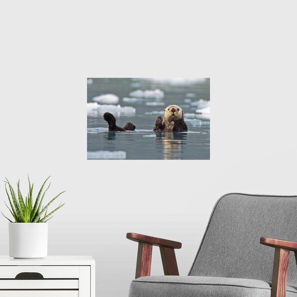 A modern room featuring Sea Otter Swims On Its Back, Prince William Sound, Alaska