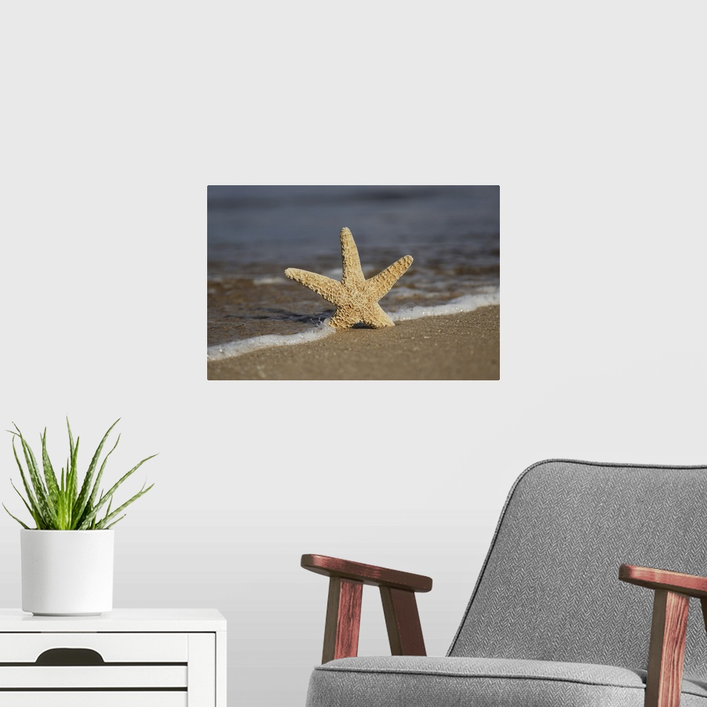 A modern room featuring Sea star on beach, Maui, Hawaii, united states of America.