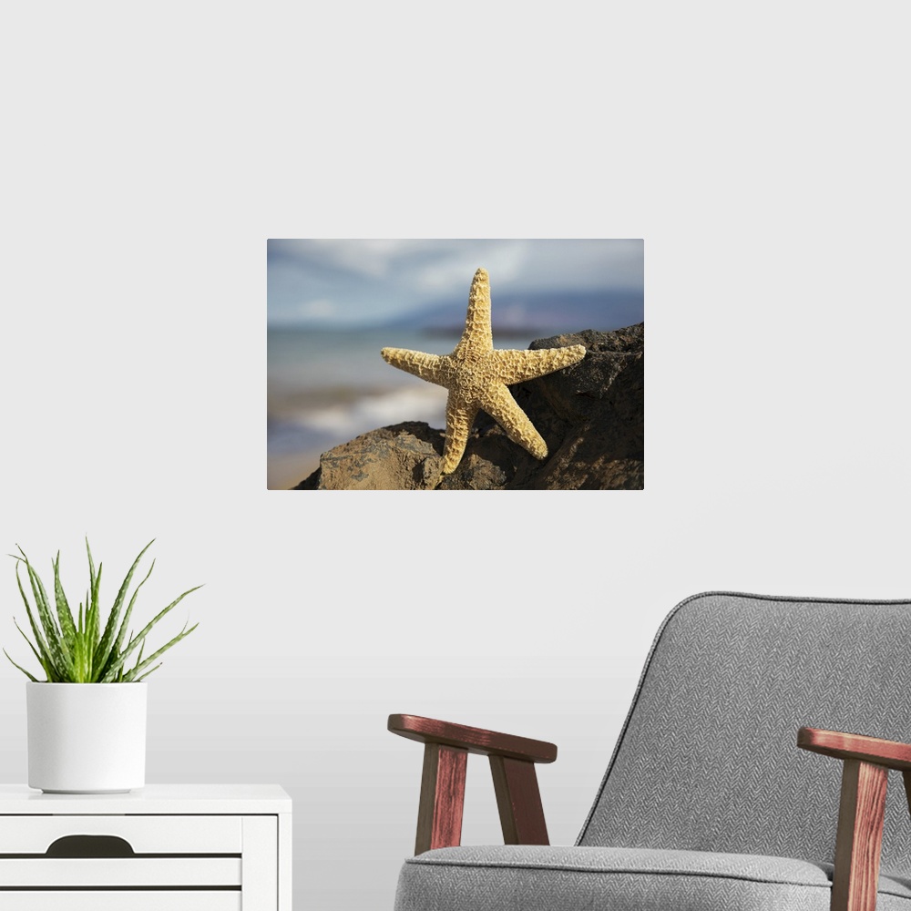 A modern room featuring Sea star on lava rock with ocean, Maui, Hawaii, united states of America.