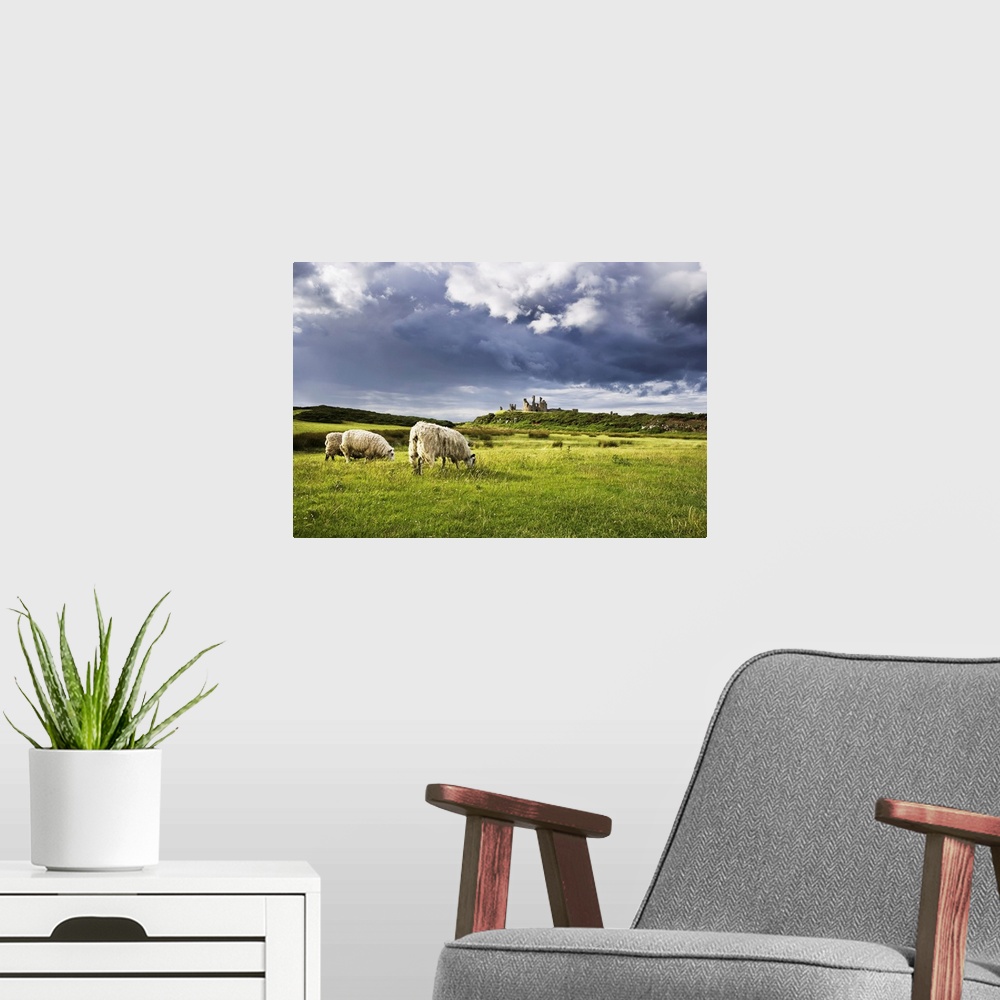 A modern room featuring Sheep and Dunstanburgh Castle, Northumberland, Northumbria, England, United Kingdom