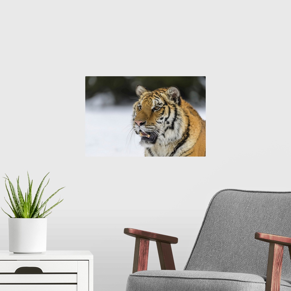 A modern room featuring Siberian Tiger Baring It's Teeth In Winter, Czech Republic