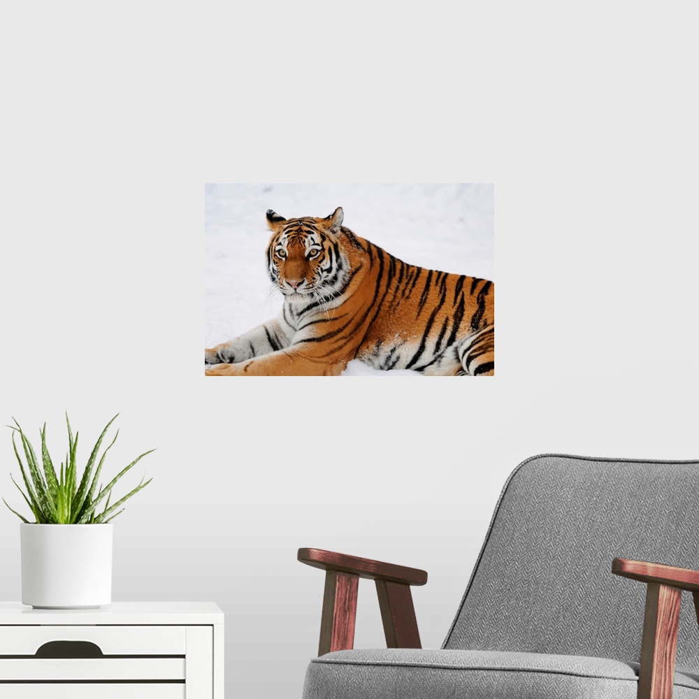 A modern room featuring Siberian tiger (Panthera tigris altaica) in wintertime in a Zoo, Germany