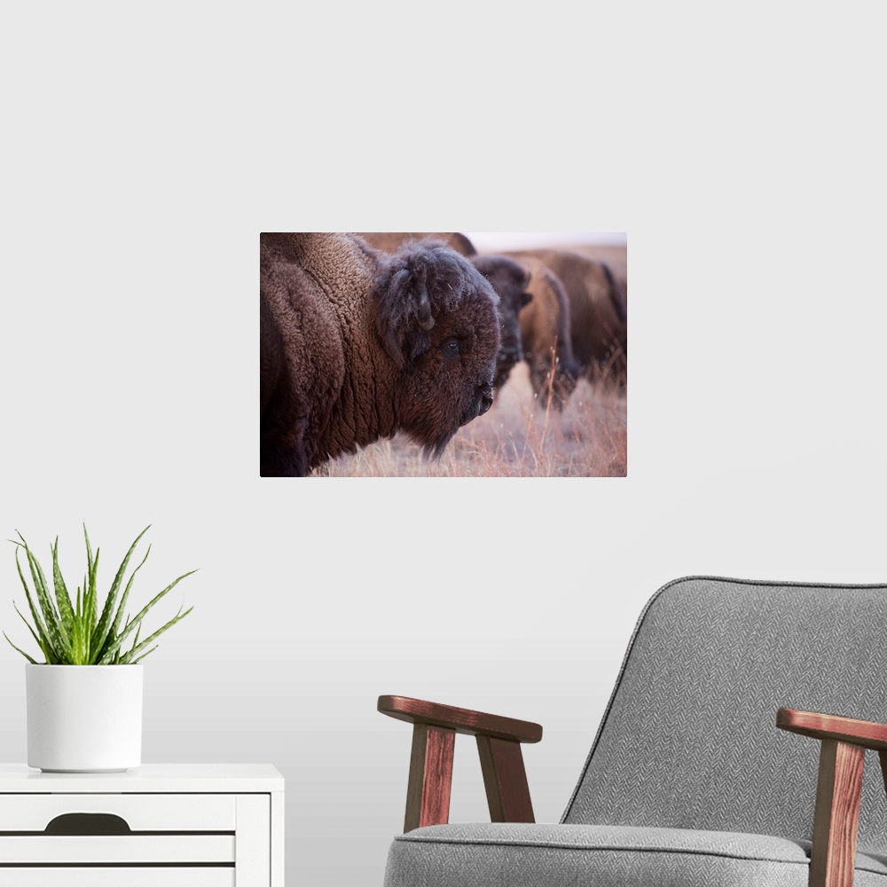 A modern room featuring Close-up of the side view of a bison head on a grazing on a field at a ranch near valentine, Nebr...